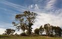 the  tree that snagged the clouds_filtered